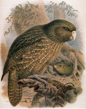 Māori Bird Lore: An Introduction