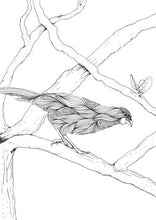 NZ NATIVE BIRDS COLOURING BOOK BY JOE MCMENAMIN