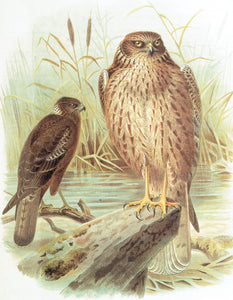 Māori Bird Lore: An Introduction